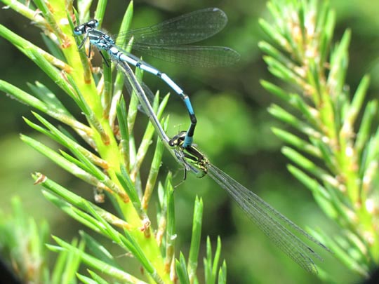 Hufeisen-Azurjungfer, Coenagrion puella