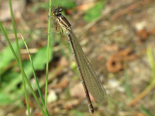 Hufeisen-Azurjungfer, Coenagrion puella