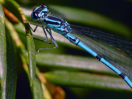 Hufeisen-Azurjungfer, Coenagrion puella