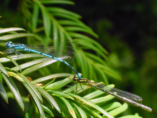 Hufeisen-Azurjungfer, Coenagrion puella