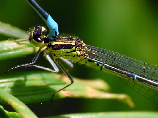 Hufeisen-Azurjungfer, Coenagrion puella