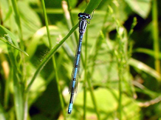 Hufeisen-Azurjungfer, Coenagrion puella