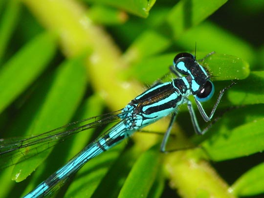 Hufeisen-Azurjungfer, Coenagrion puella