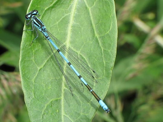 Hufeisen-Azurjungfer, Coenagrion puella