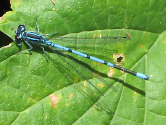 Hufeisen-Azurjungfer, Coenagrion puella