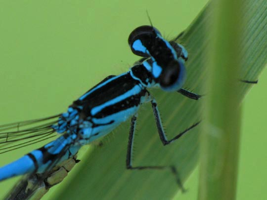 Hufeisen-Azurjungfer, Coenagrion puella