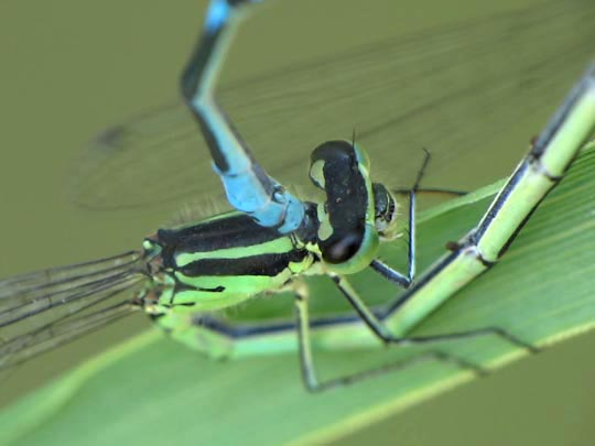 Hufeisen-Azurjungfer, Coenagrion puella