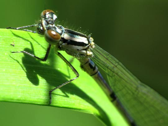 Hufeisen-Azurjungfer, Coenagrion puella