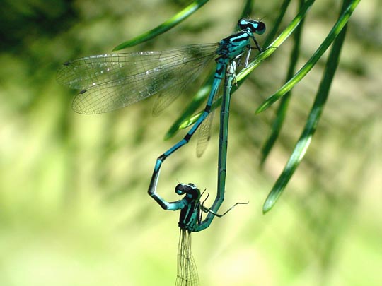 Hufeisen-Azurjungfer, Coenagrion puella