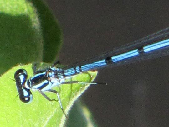 Hufeisen-Azurjungfer, Coenagrion puella