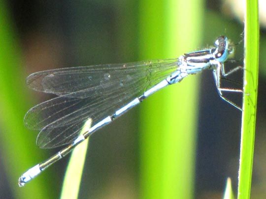 Hufeisen-Azurjungfer, Coenagrion puella