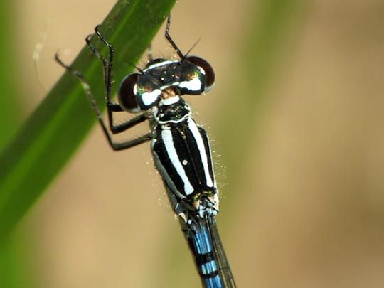 Hufeisen-Azurjungfer, Coenagrion puella