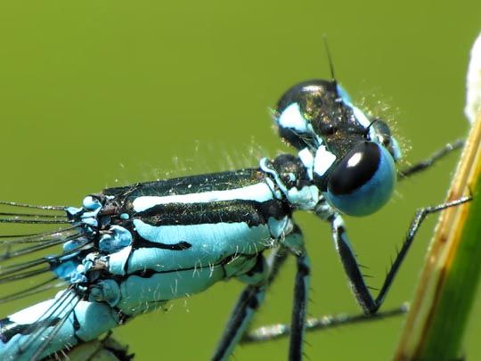 Hufeisen-Azurjungfer, Coenagrion puella