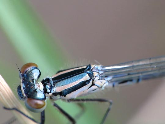 Hufeisen-Azurjungfer, Coenagrion puella