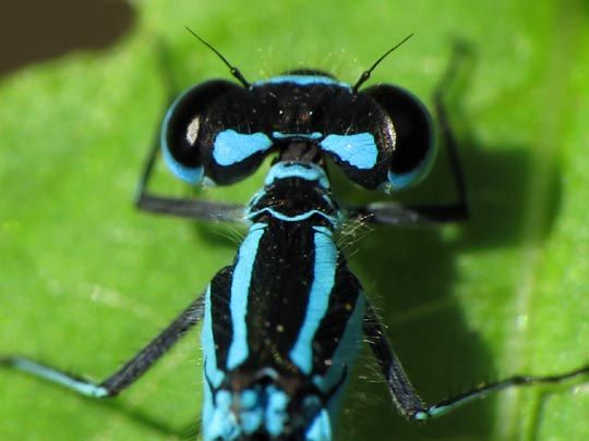 Hufeisen-Azurjungfer, Coenagrion puella