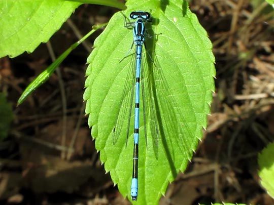 Hufeisen-Azurjungfer, Coenagrion puella