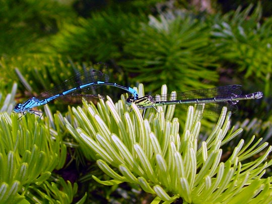 Hufeisen-Azurjungfer, Coenagrion puella