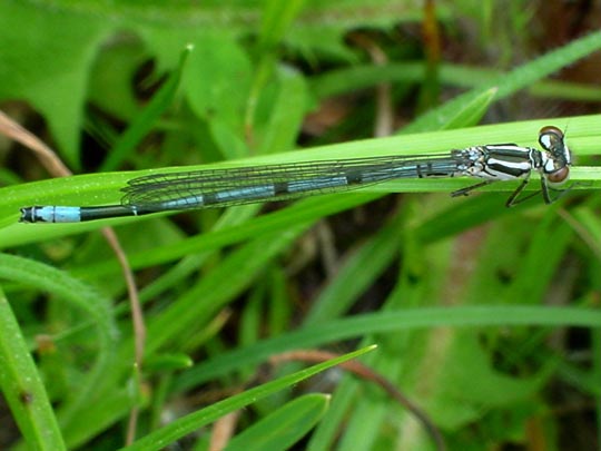 Hufeisen-Azurjungfer, Coenagrion puella