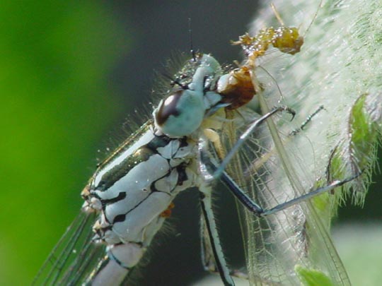 Hufeisen-Azurjungfer, Coenagrion puella