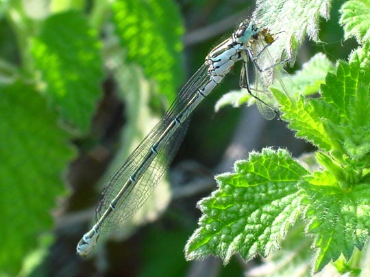 Hufeisen-Azurjungfer, Coenagrion puella