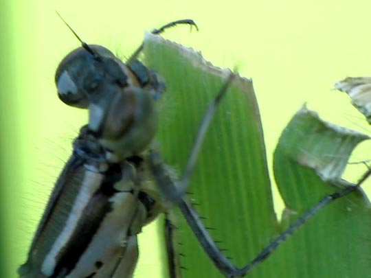 Hufeisen-Azurjungfer, Coenagrion puella
