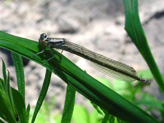 Hufeisen-Azurjungfer, Coenagrion puella