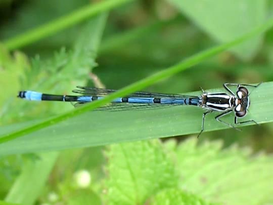 Hufeisen-Azurjungfer, Coenagrion puella