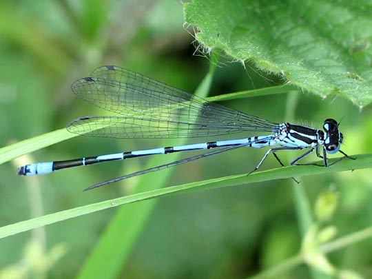 Hufeisen-Azurjungfer, Coenagrion puella