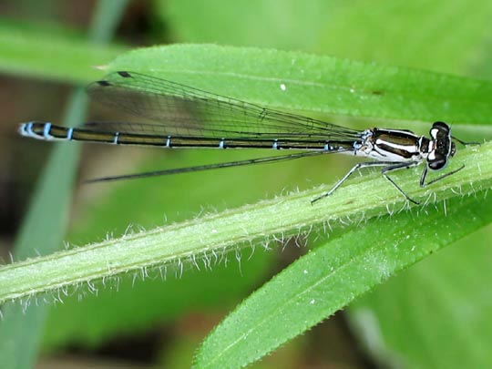 Hufeisen-Azurjungfer, Coenagrion puella