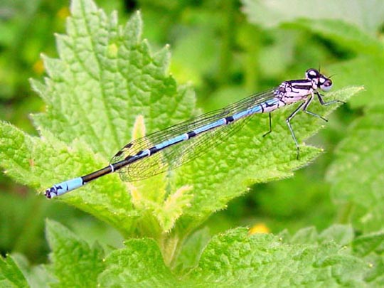 Hufeisen-Azurjungfer, Coenagrion puella