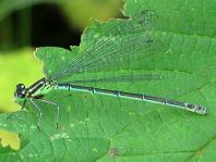 Hufeisen-Azurjungfer, Coenagrion puella
