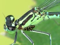 Hufeisen-Azurjungfer, Coenagrion puella