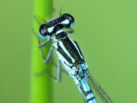 Hufeisen-Azurjungfer, Coenagrion puella