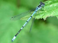 Hufeisen-Azurjungfer, Coenagrion puella