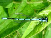 Hufeisen-Azurjungfer, Coenagrion puella