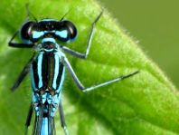 Hufeisen-Azurjungfer, Coenagrion puella