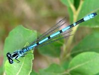 Hufeisen-Azurjungfer, Coenagrion puella