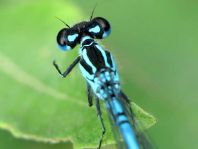 Hufeisen-Azurjungfer, Coenagrion puella