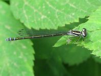Hufeisen-Azurjungfer, Coenagrion puella