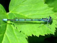 Hufeisen-Azurjungfer, Coenagrion puella