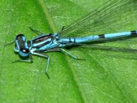 Hufeisen-Azurjungfer, Coenagrion puella