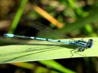 Hufeisen-Azurjungfer, Coenagrion puella