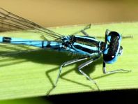 Hufeisen-Azurjungfer, Coenagrion puella