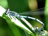 Hufeisen-Azurjungfer, Coenagrion puella