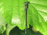 Hufeisen-Azurjungfer, Coenagrion puella