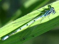 Hufeisen-Azurjungfer, Coenagrion puella