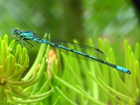 Hufeisen-Azurjungfer, Coenagrion puella