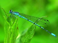 Hufeisen-Azurjungfer, Coenagrion puella