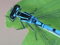 Hufeisen-Azurjungfer, Coenagrion puella