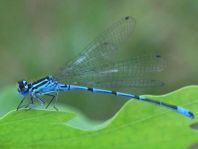 Hufeisen-Azurjungfer, Coenagrion puella